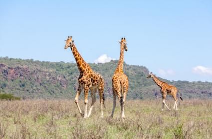 Afrika'nın En Güzel Milli Parkları Afrika'nın En Güzel Milli Parkları