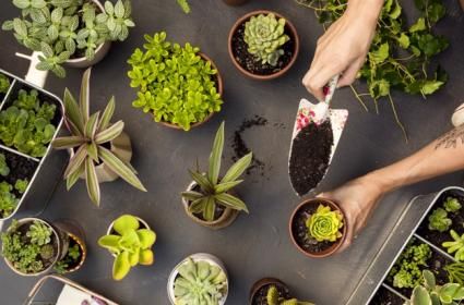 Dünyadan 9 Muhteşem Çiçek Sergisi ve Festivali 