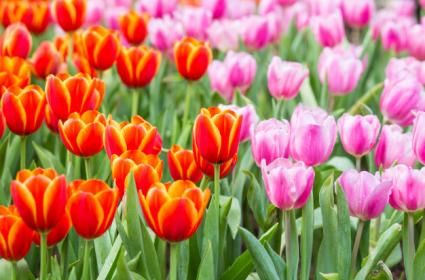 Hollanda'nın En Güzel Simgesi: Keukenhof Laleleri  Hollanda'nın En Güzel Simgesi: Keukenhof Laleleri