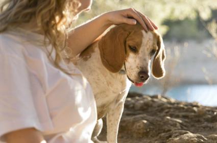 Patili Oteller: Marmaris&#039;te Evcil Hayvan Kabul Eden Oteller 