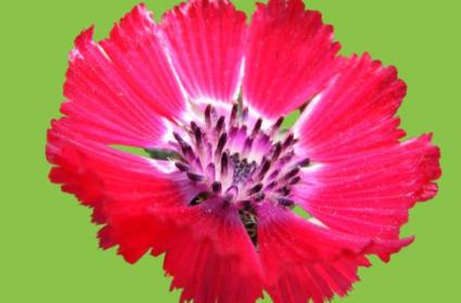 Sadece Ankara'da Yetişen Ankaralı Sevgi Çiçeği  Sadece Ankara'da Yetişen Ankaralı Sevgi Çiçeği