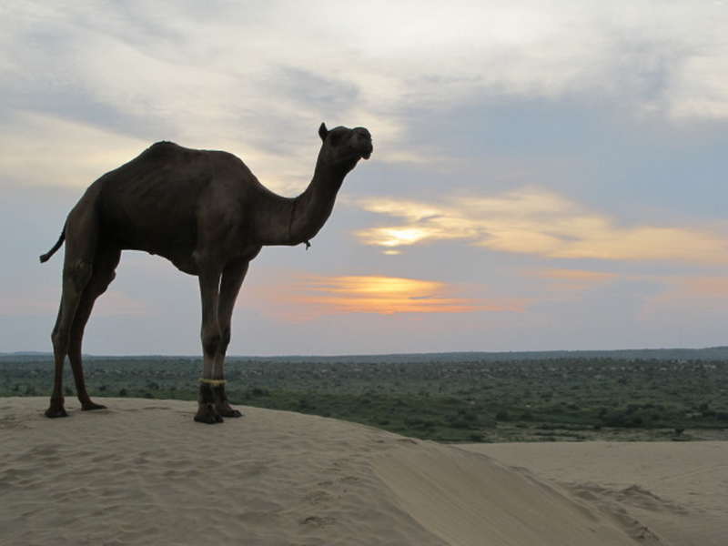 Jaisalmer-5