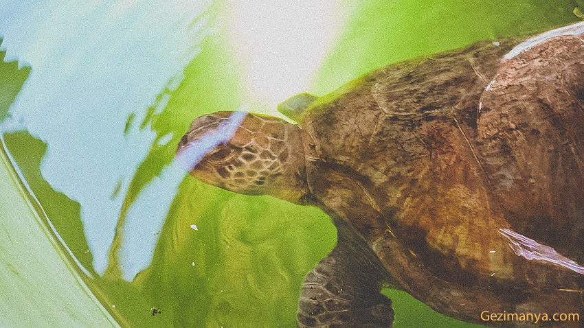 caretta dalyan