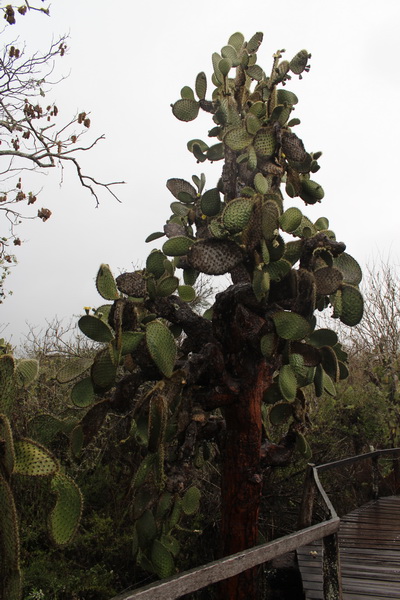 Galapagos Adaları-3