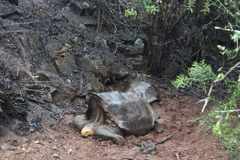 Galapagos Adaları-5