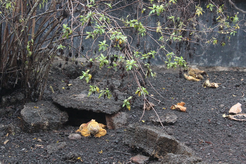 Galapagos Adaları-8