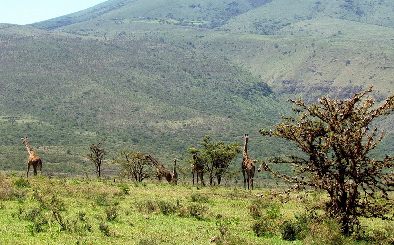 Serengeti-6