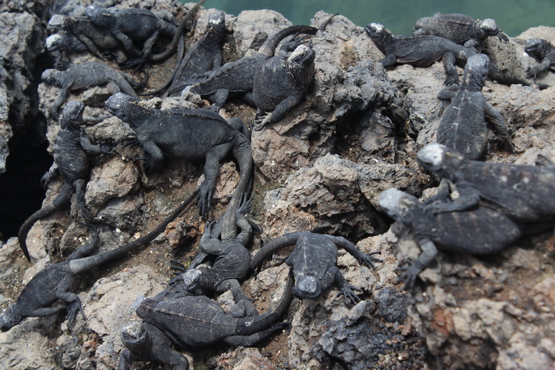 Galapagos Adaları-11