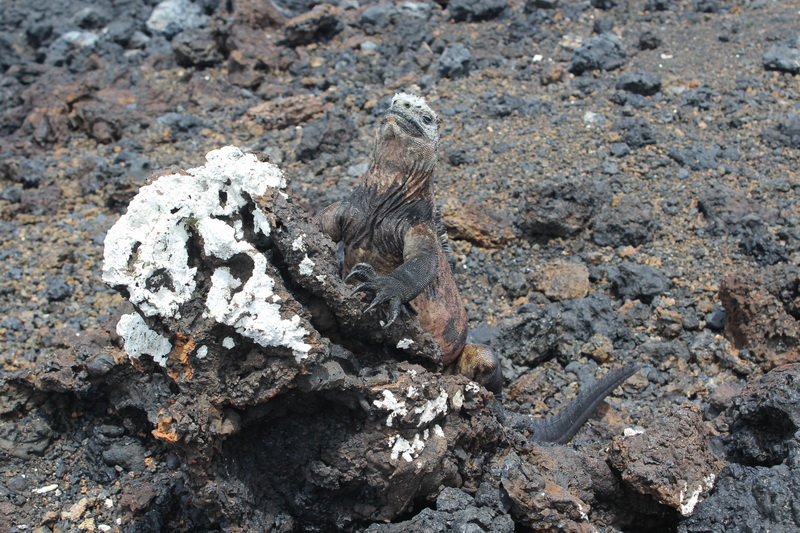 Galapagos Adaları-13