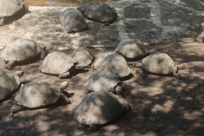Galapagos Adaları-14