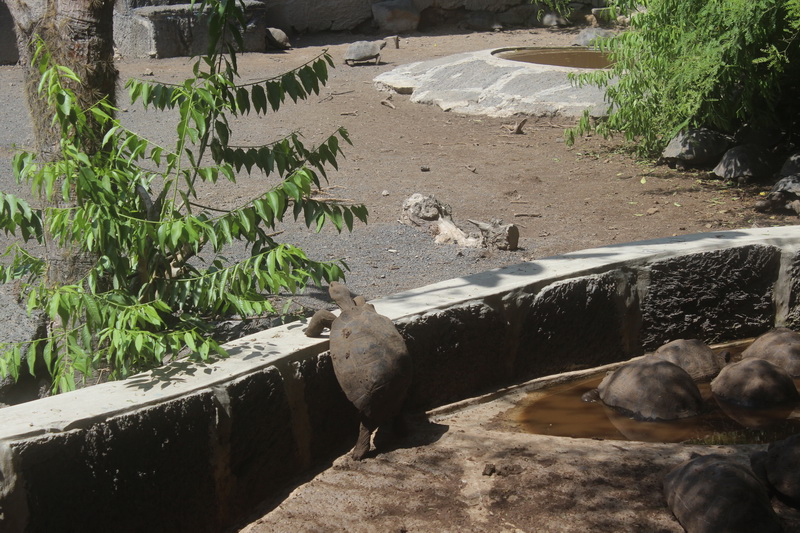 Galapagos Adaları-15