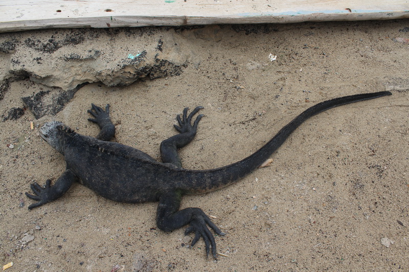 Galapagos Adaları-2