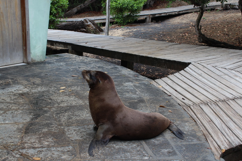 Galapagos Adaları-3
