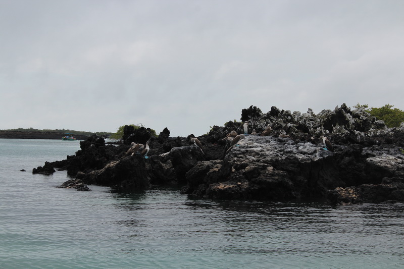 Galapagos Adaları-7