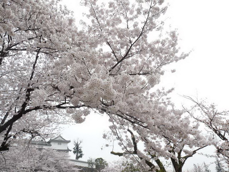 Tokyo-5