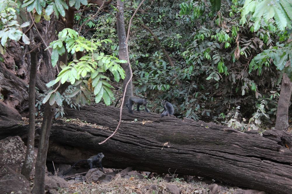 Lake Manyara-5