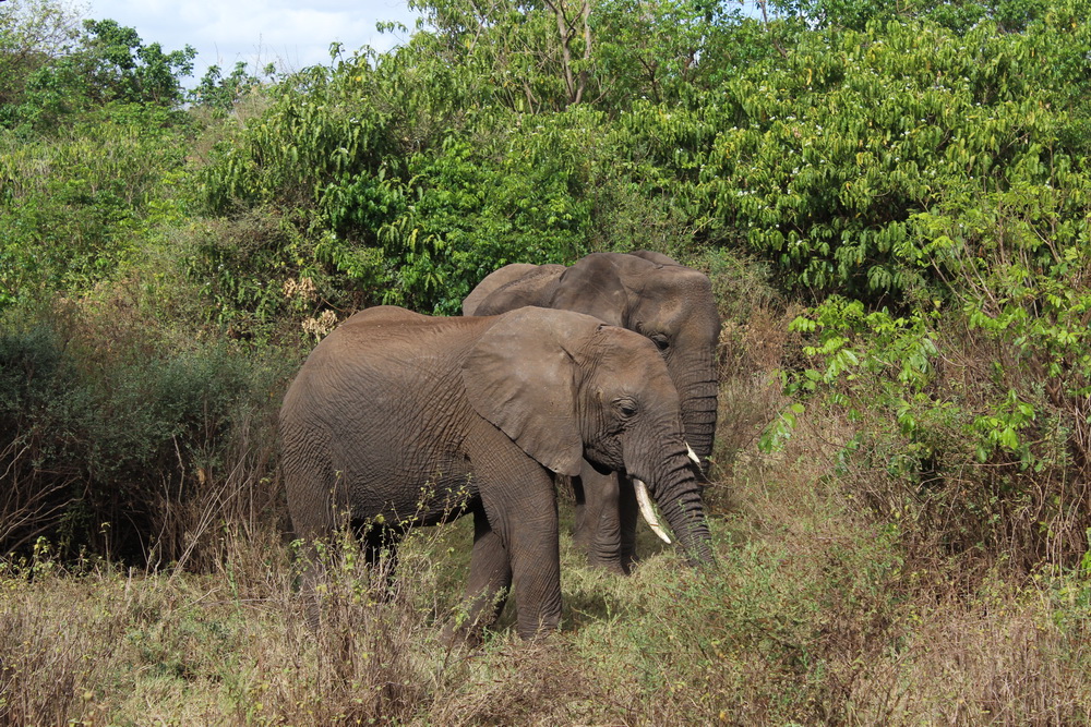 Lake Manyara-6