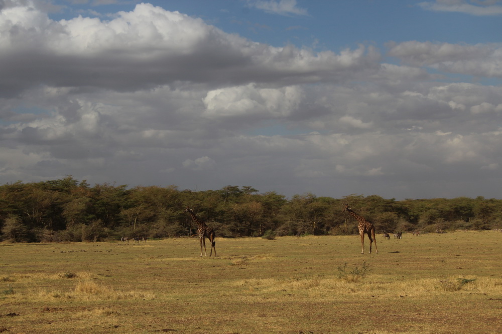 Lake Manyara-10