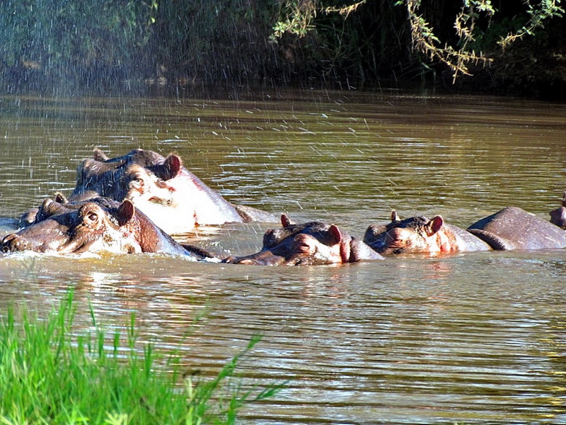 Lake Manyara-9