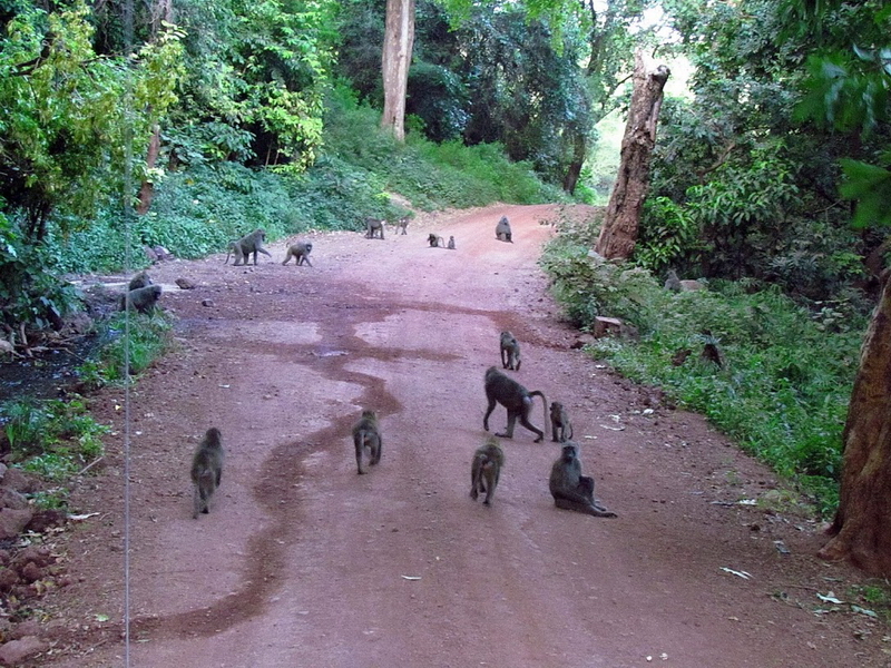Lake Manyara-10