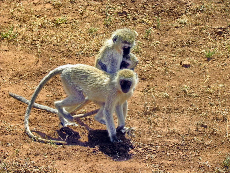 Lake Manyara-4