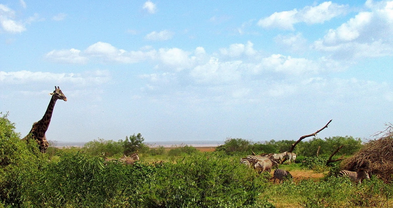 Lake Manyara-5