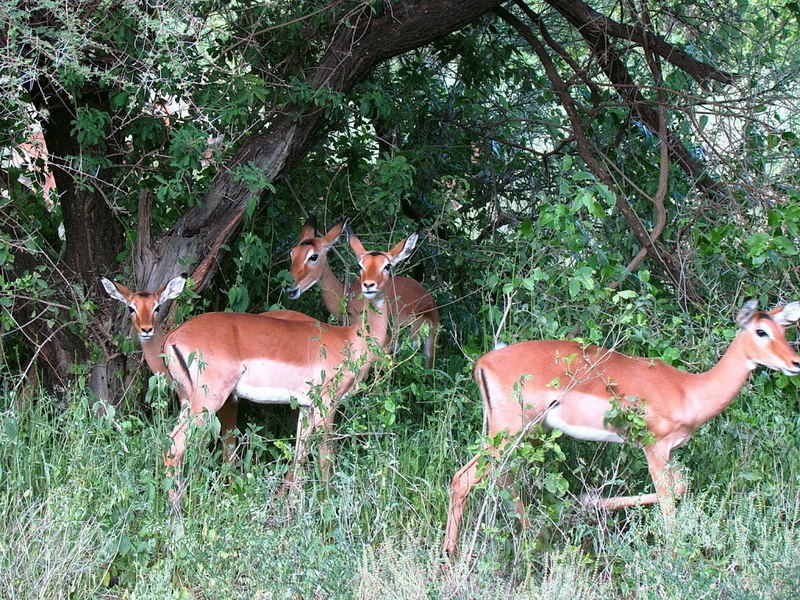 Lake Manyara-6