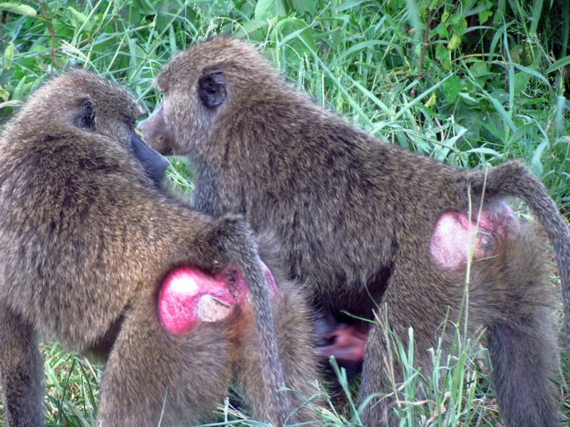 Lake Manyara-7
