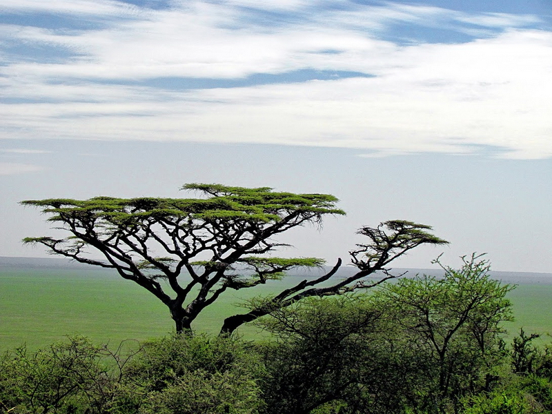 Serengeti-1