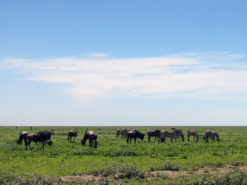 Serengeti-5