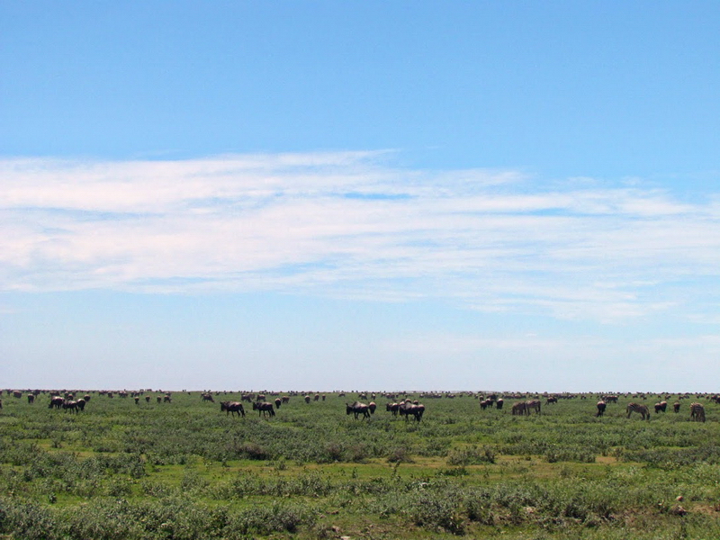Serengeti-6