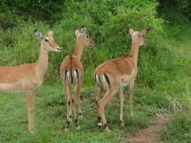 Kampala-4