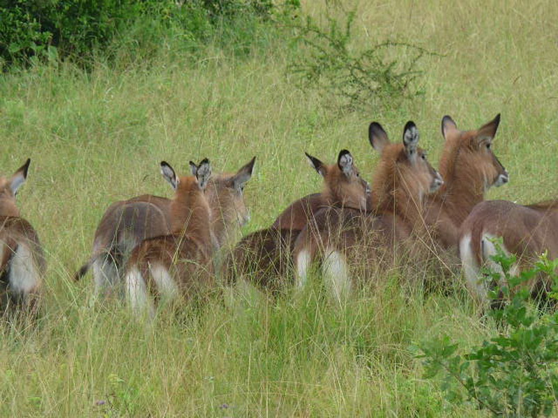 Kampala-5