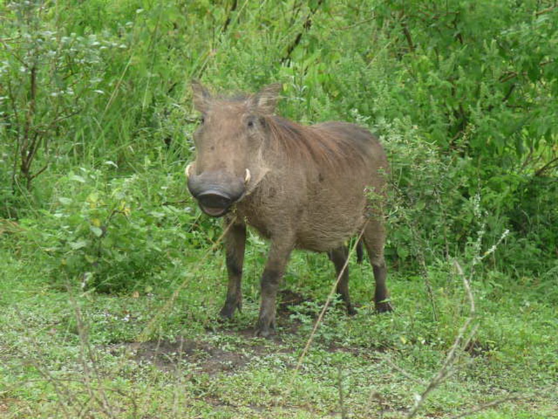 Kampala-6