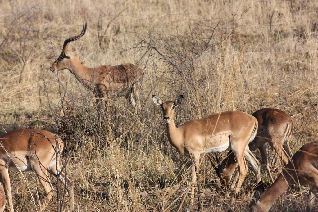 Pilanesberg