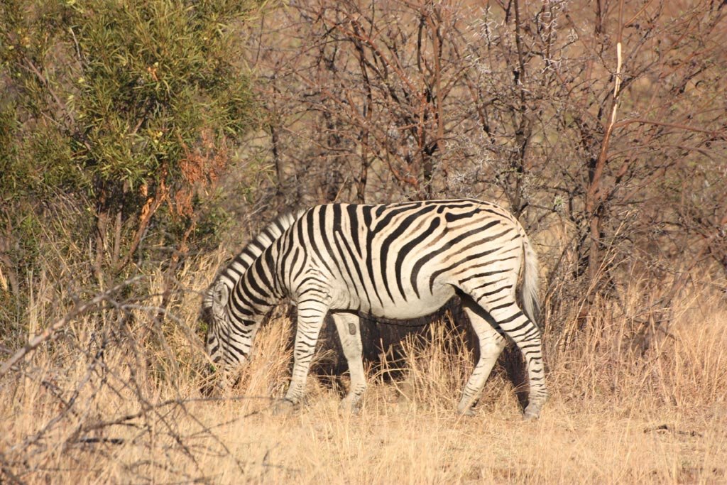 Pilanesberg-1