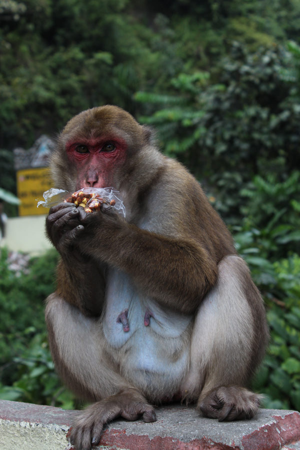 Gangtok-1