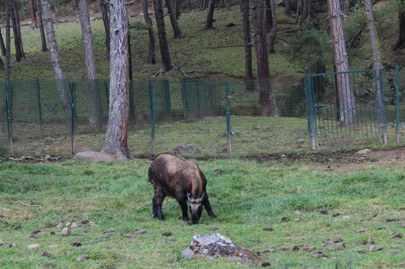 Thimphu-1