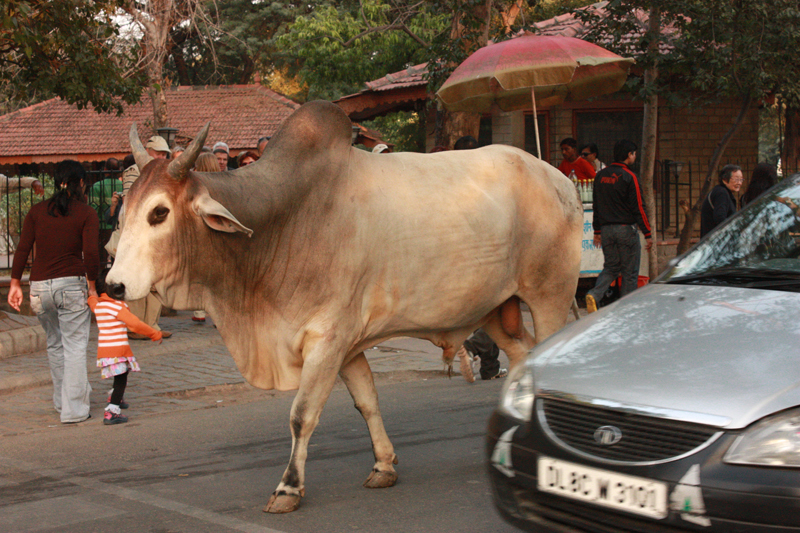 Yeni Delhi-1
