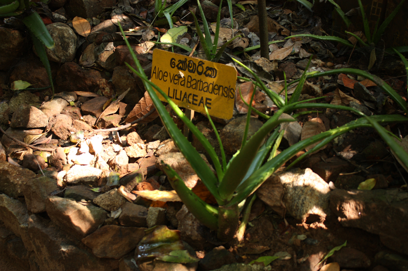 Matale-4