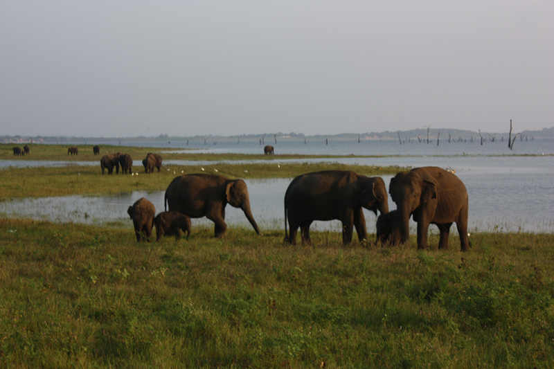 Kaudulla Ulusal Parkı-2