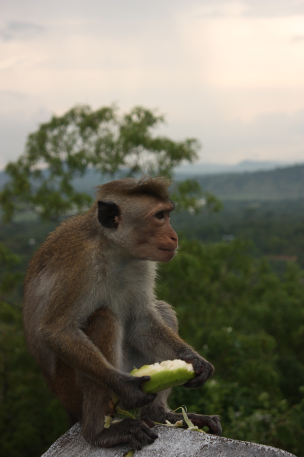 Dambulla-1
