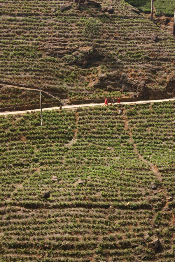 Nuwara Eliya-1