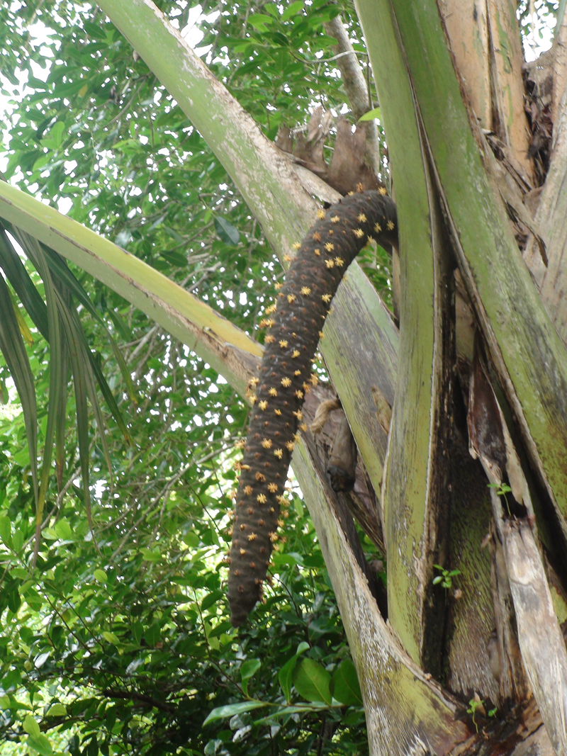 Praslin Island-3